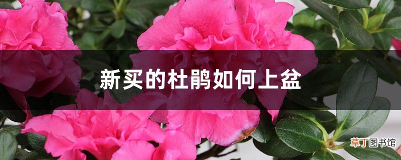 新买的杜鹃如何上盆，怎样才会开花比较快