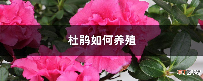 杜鹃如何养殖，叶子发黑怎么回事