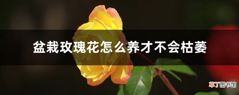 盆栽玫瑰花怎么养才不会枯萎，怕冷吗