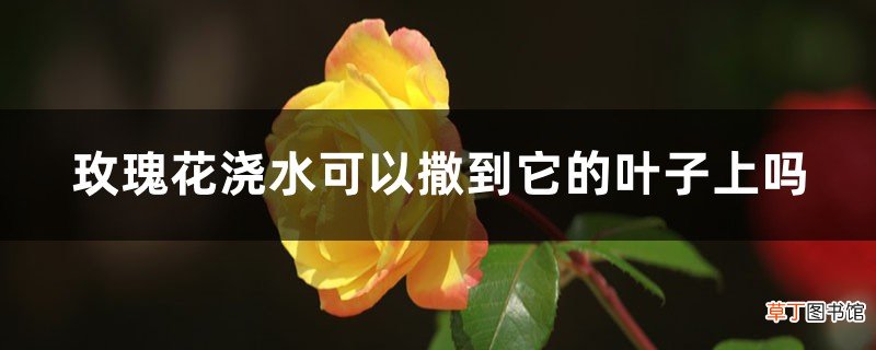 玫瑰花浇水可以撒到它的叶子上吗，浇水过多怎么办
