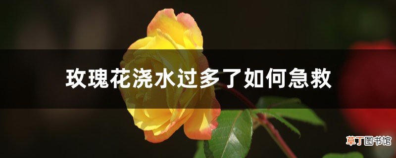 玫瑰花浇水过多了如何急救，浇水太多怎么办
