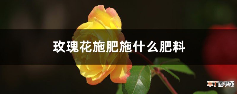 玫瑰花施肥施什么肥料，施肥太多了怎么办