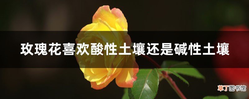 玫瑰花喜欢酸性土壤还是碱性土壤，土壤配置