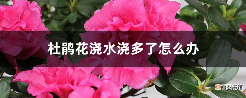 杜鹃花浇水浇多了怎么办，浇水可以喷叶吗