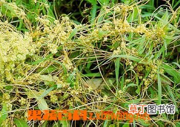 菟丝子的副作用