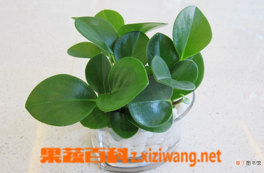 如何养好碧玉兰 碧玉兰的养殖方法技巧