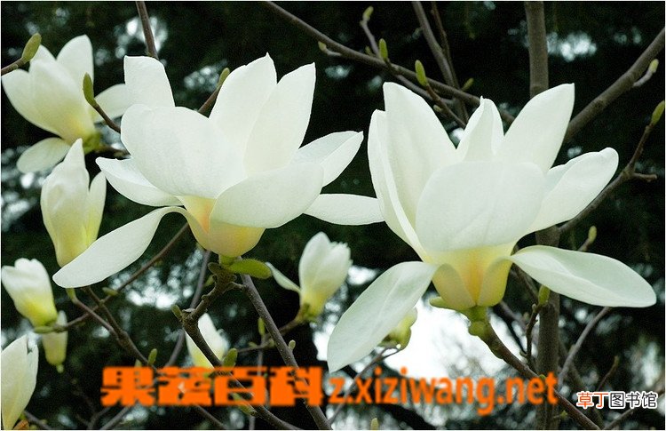 广玉兰花如何养殖 广玉兰花的养殖方法