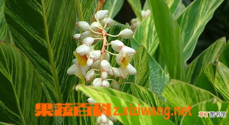 花叶艳山姜如何养 花叶艳山姜的养殖方法