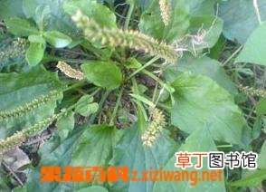 车前子的功效