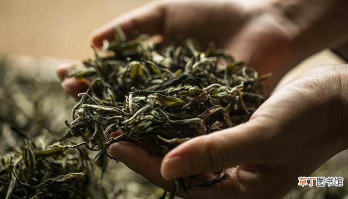 水仙茶是凉性还是热性