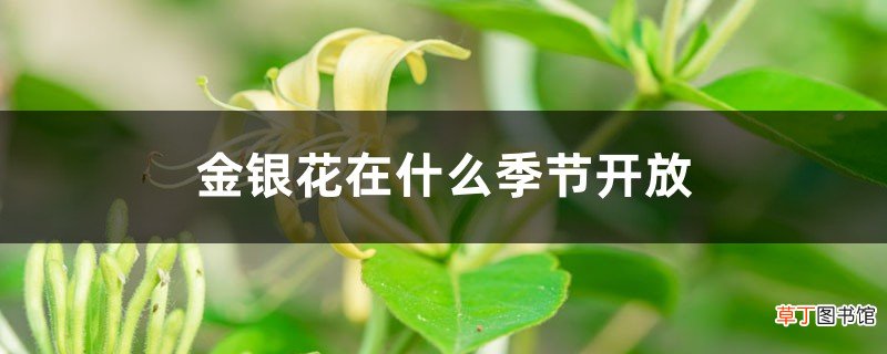 金银花在什么季节开放，采摘时间在什么季节