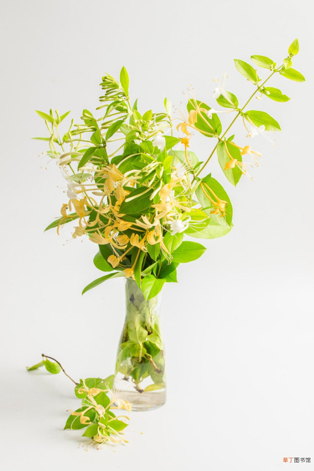 金银花在什么季节开放，采摘时间在什么季节