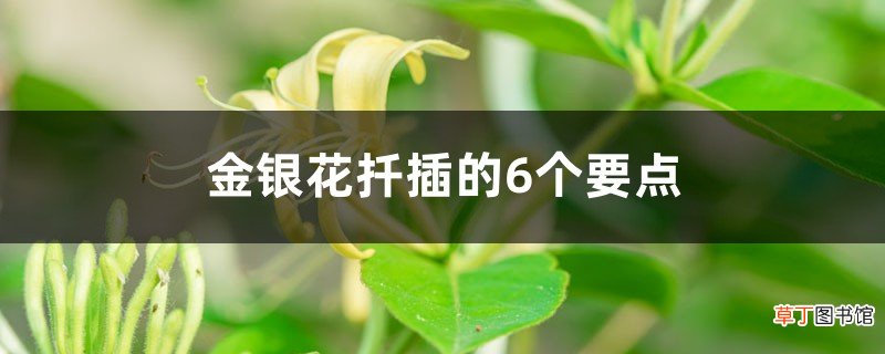 金银花扦插的6个要点，什么时候扦插
