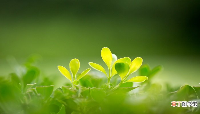带壳的贵如金什么意思