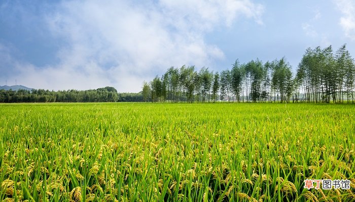 带壳的贵如金什么意思