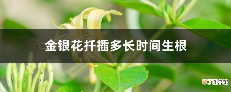 金银花扦插多长时间生根，多长时间可以移栽