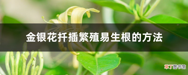 金银花扦插繁殖易生根的方法，扦插金银花多久能生根