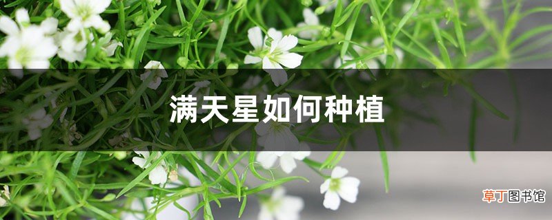 满天星如何种植，如何插花瓶好看