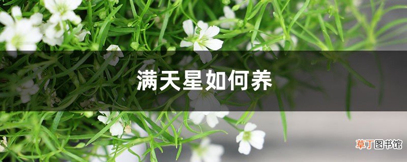 满天星如何养，开花期间能施肥吗