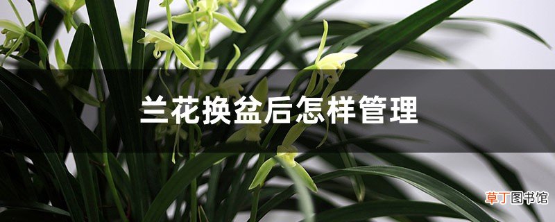 兰花换盆后怎样管理,刚换盆兰花能见阳光吗