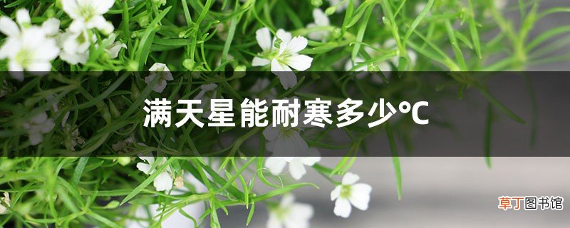 满天星能耐寒多少℃，家庭养满天星注意事项