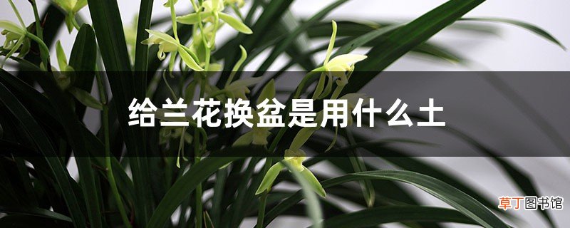 给兰花换盆是用什么土，能用养多肉的土养兰花吗