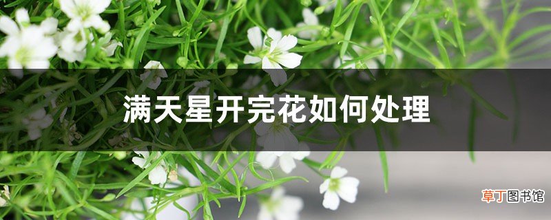满天星开完花如何处理,枯了能剪掉吗