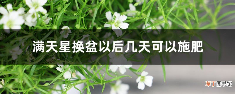 满天星换盆以后几天可以施肥，换盆后黄叶怎么办