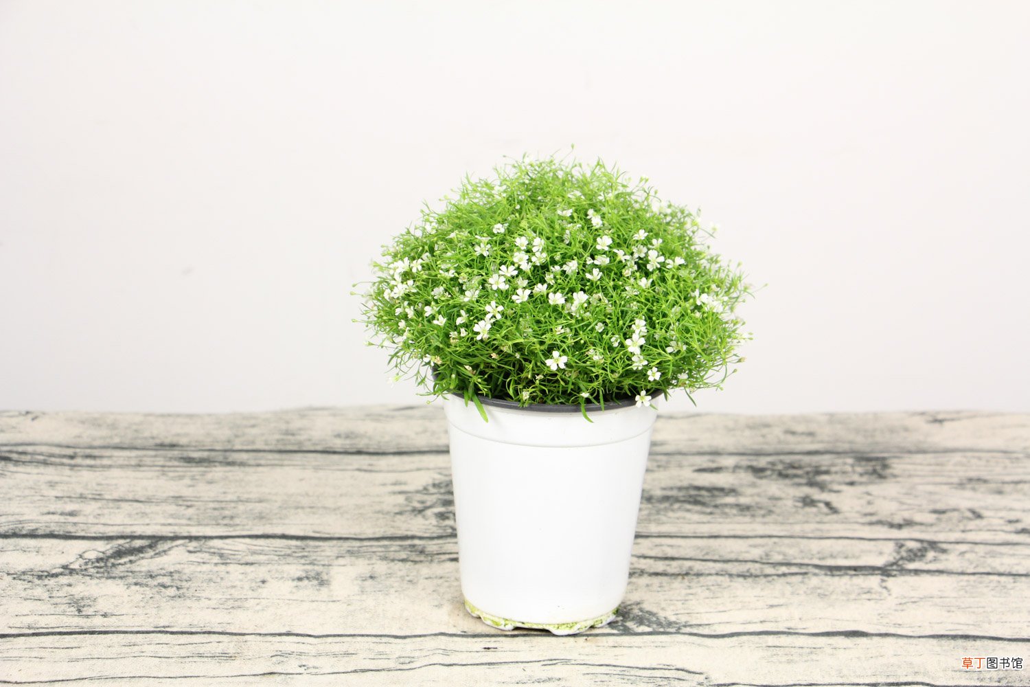 满天星干花的茎可以扦插吗，干花可以放卧室吗