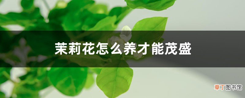 茉莉花怎么养才能茂盛，茉莉花什么时候开花