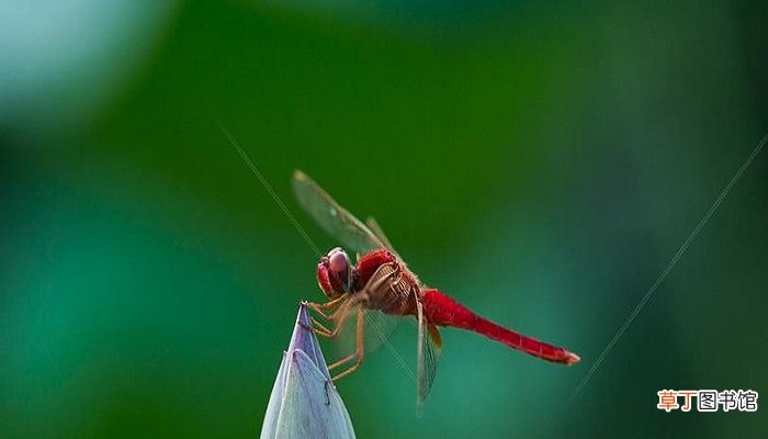 蜻蜓出现预示着什么