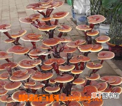 灵芝的食用方法