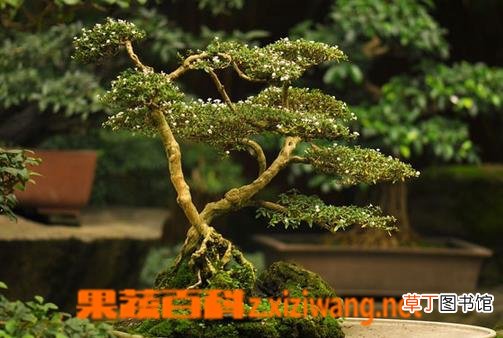 蓬莱松的养殖方法 养殖蓬莱松的注意事项