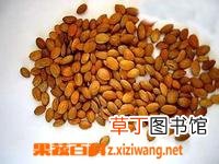 桃仁的功效和桃仁的营养价值