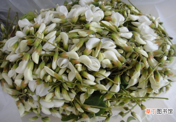 槐花怎么吃好 槐花的常见吃法