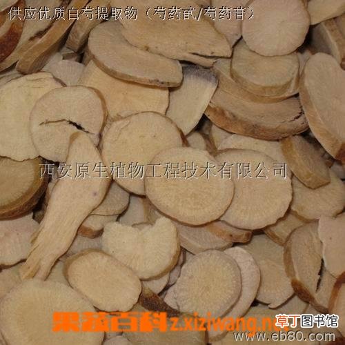白芍的功效与作用