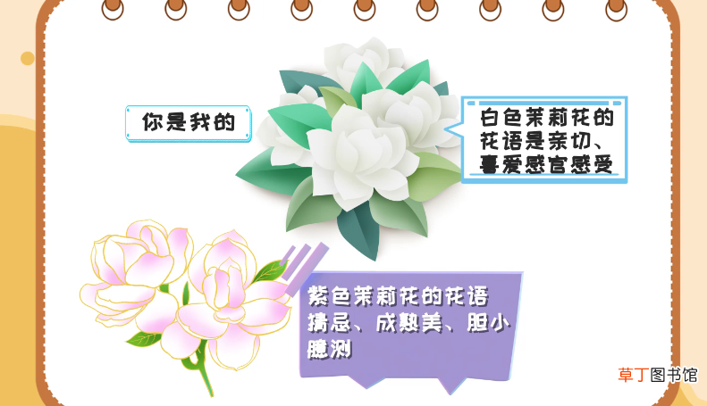茉莉花花语