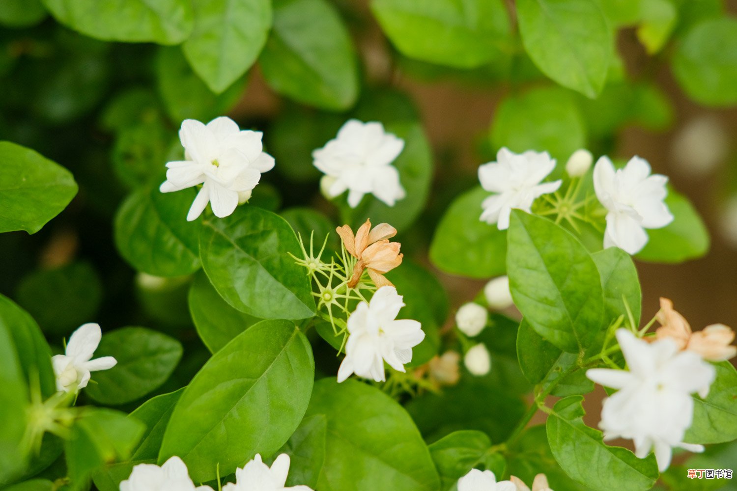 茉莉花花期如何管理，茉莉花什么时候开花