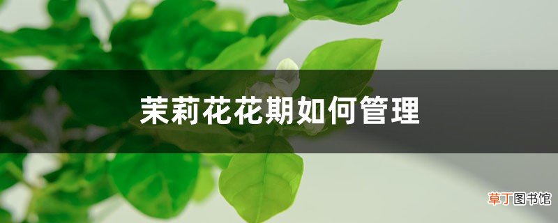茉莉花花期如何管理，茉莉花什么时候开花
