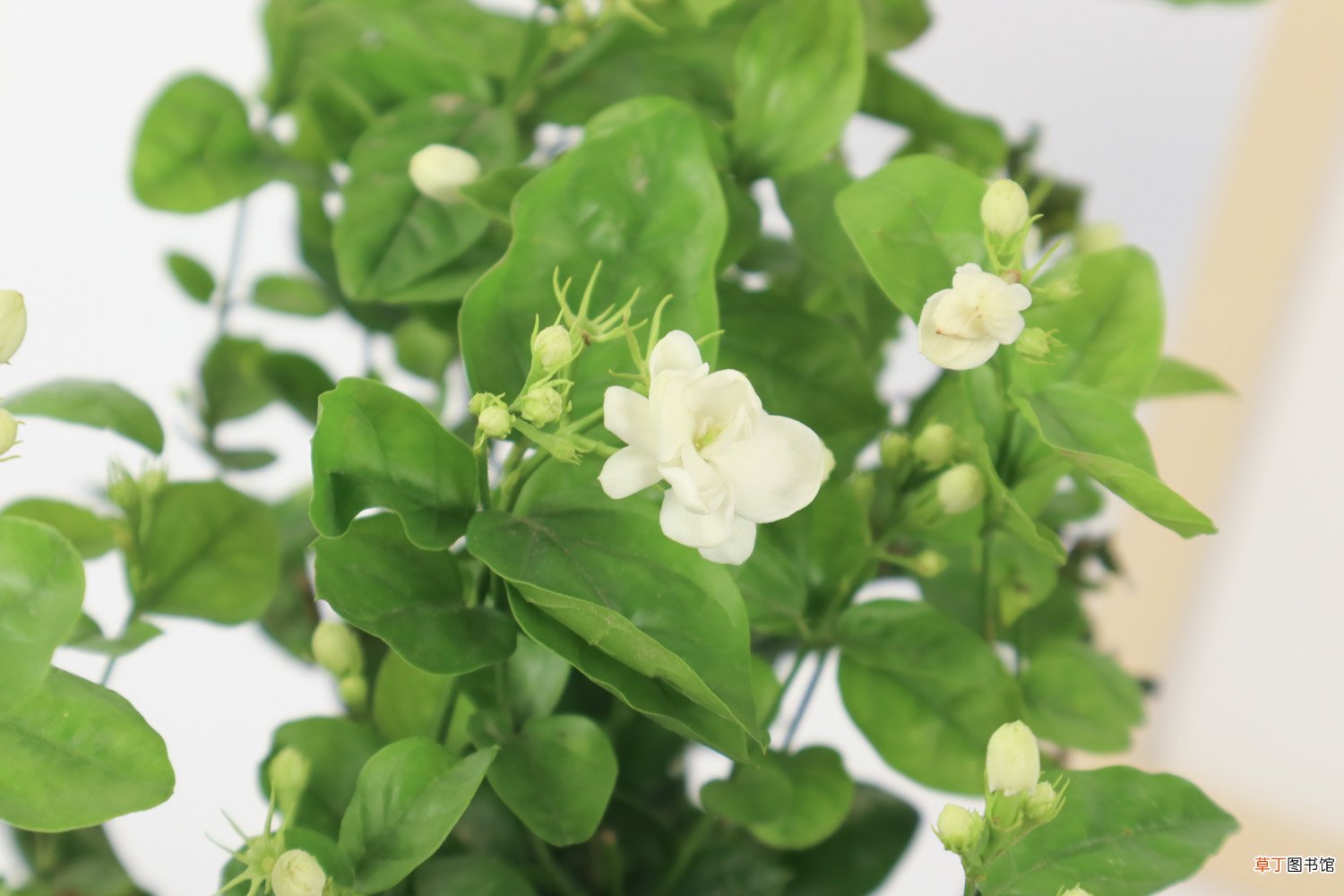 茉莉花刚买回来怎么养护，刚买回来出现黄叶怎么回事