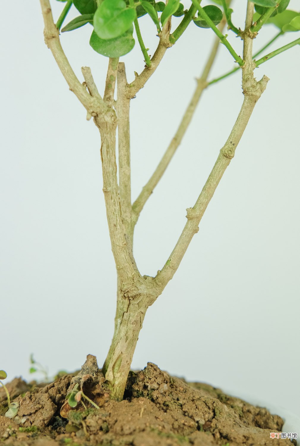 茉莉花安全越冬的方法，茉莉花会被冻死吗