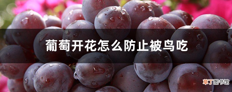 葡萄开花怎么防止被鸟吃，防鸟绝招