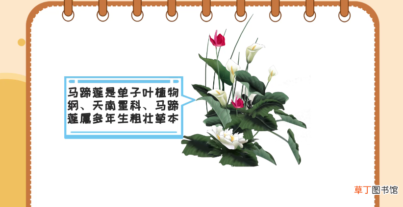 马蹄莲的养殖方法
