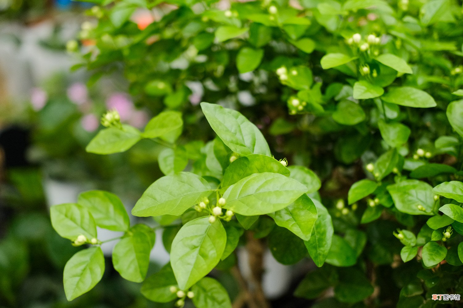 茉莉花适合在什么土壤中生长，茉莉花好养吗