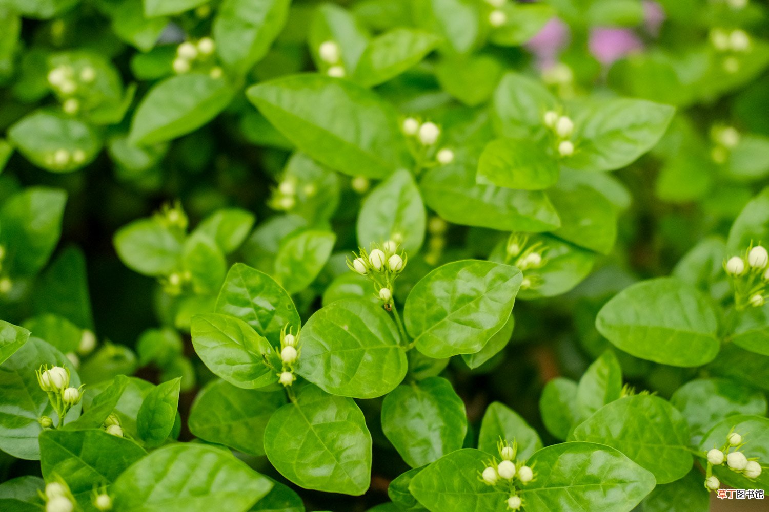 茉莉花什么时候换盆，怎么换盆
