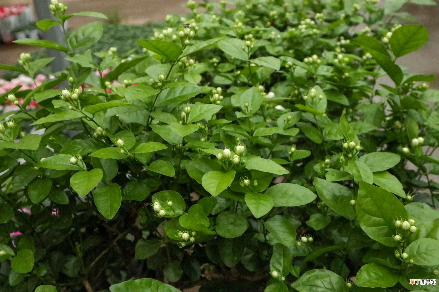 茉莉花如何播种，茉莉花播种时间