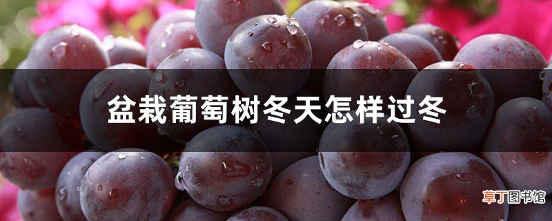 盆栽葡萄树冬天怎样过冬，需要冬眠吗