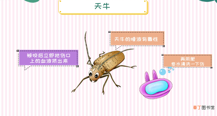天牛有毒吗