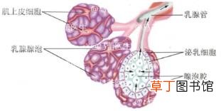 产后什么时候开始涨奶 涨奶一般多久