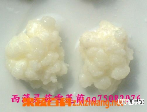 雪莲菌的功效与作用